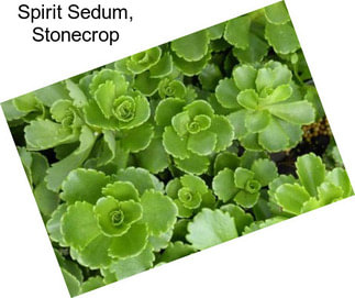 Spirit Sedum, Stonecrop