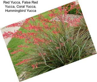 Red Yucca, False Red Yucca, Coral Yucca, Hummingbird Yucca