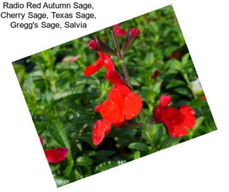 Radio Red Autumn Sage, Cherry Sage, Texas Sage, Gregg\'s Sage, Salvia