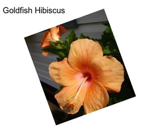 Goldfish Hibiscus