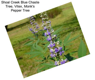 Shoal Creek Blue Chaste Tree, Vitex, Monk\'s Pepper Tree