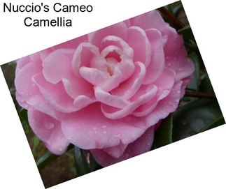 Nuccio\'s Cameo Camellia