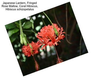 Japanese Lantern, Fringed Rose Mallow, Coral Hibiscus, Hibiscus schizopetalus