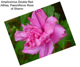 Amplissimus Double Red Althea, Paeoniflorus Rose of Sharon