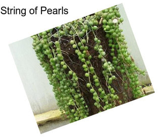 String of Pearls