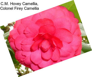 C.M. Hovey Camellia, Colonel Firey Camellia