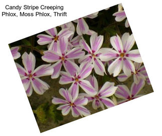 Candy Stripe Creeping Phlox, Moss Phlox, Thrift