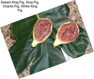Desert King Fig, King Fig, Charlie Fig, White King Fig