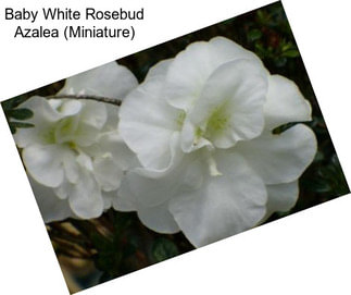 Baby White Rosebud Azalea (Miniature)