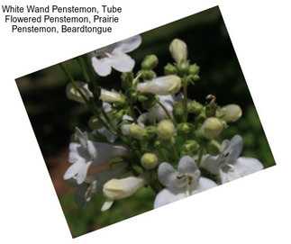 White Wand Penstemon, Tube Flowered Penstemon, Prairie Penstemon, Beardtongue