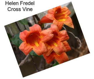 Helen Fredel Cross Vine