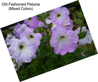 Old Fashioned Petunia (Mixed Colors)