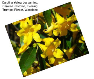 Carolina Yellow Jessamine, Carolina Jasmine, Evening Trumpet Flower, Woodbine