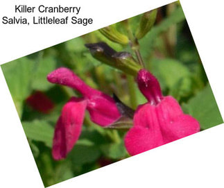 Killer Cranberry Salvia, Littleleaf Sage