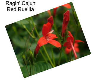 Ragin\' Cajun Red Ruellia