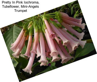 Pretty In Pink Iochroma, Tubeflower, Mini-Angels Trumpet