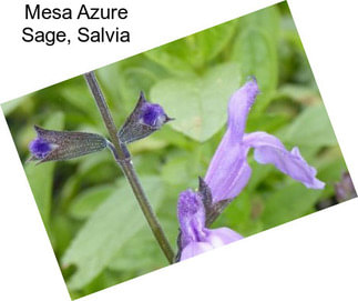 Mesa Azure Sage, Salvia