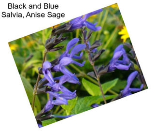 Black and Blue Salvia, Anise Sage