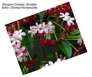 Rangoon Creeper, Drunken Sailor, Chinese Honeysuckle