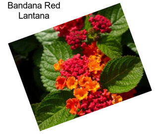 Bandana Red Lantana