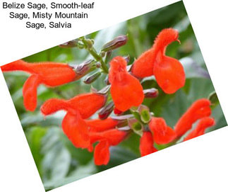 Belize Sage, Smooth-leaf Sage, Misty Mountain Sage, Salvia