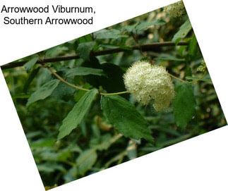 Arrowwood Viburnum, Southern Arrowwood