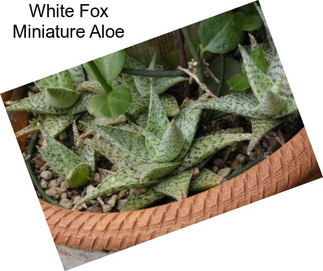 White Fox Miniature Aloe
