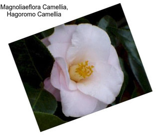 Magnoliaeflora Camellia, Hagoromo Camellia