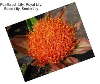 Paintbrush Lily, Royal Lily, Blood Lily, Snake Lily