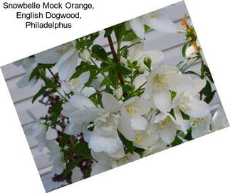 Snowbelle Mock Orange, English Dogwood, Philadelphus