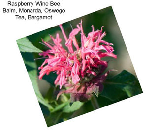 Raspberry Wine Bee Balm, Monarda, Oswego Tea, Bergamot