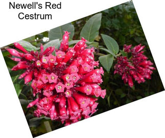 Newell\'s Red Cestrum