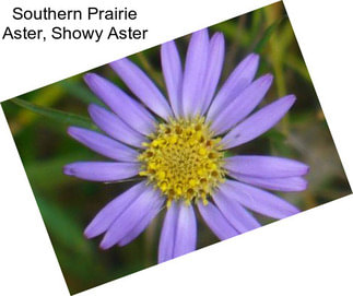 Southern Prairie Aster, Showy Aster
