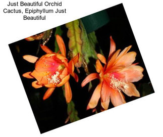 Just Beautiful Orchid Cactus, Epiphyllum Just Beautiful