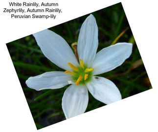 White Rainlily, Autumn Zephyrlily, Autumn Rainlily,  Peruvian Swamp-lily