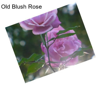 Old Blush Rose