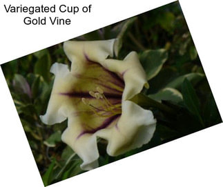 Variegated Cup of Gold Vine