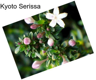 Kyoto Serissa