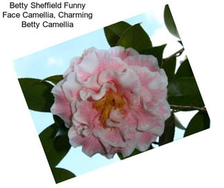 Betty Sheffield Funny Face Camellia, Charming Betty Camellia