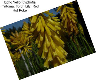 Echo Yello Kniphofia, Tritoma, Torch Lily, Red Hot Poker