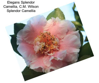 Elegans Splendor Camellia, C.M. Wilson Splendor Camellia