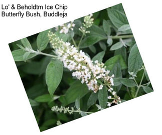 Lo\' & Beholdtm Ice Chip Butterfly Bush, Buddleja