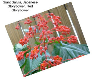 Giant Salvia, Japanese Glorybower, Red Glorybower