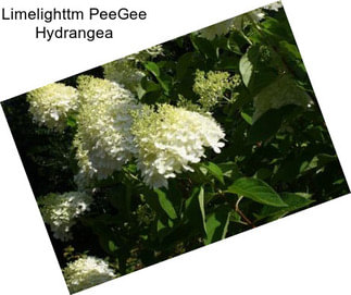 Limelighttm PeeGee Hydrangea