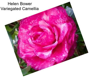 Helen Bower Variegated Camellia