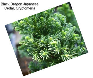 Black Dragon Japanese Cedar, Cryptomeria