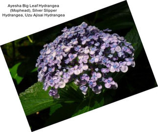 Ayesha Big Leaf Hydrangea (Mophead), Silver Slipper Hydrangea, Uzu Ajisai Hydrangea