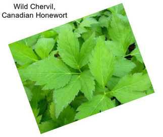 Wild Chervil, Canadian Honewort