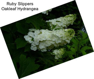 Ruby Slippers Oakleaf Hydrangea