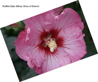 Ruffled Satin Althea, Rose of Sharon